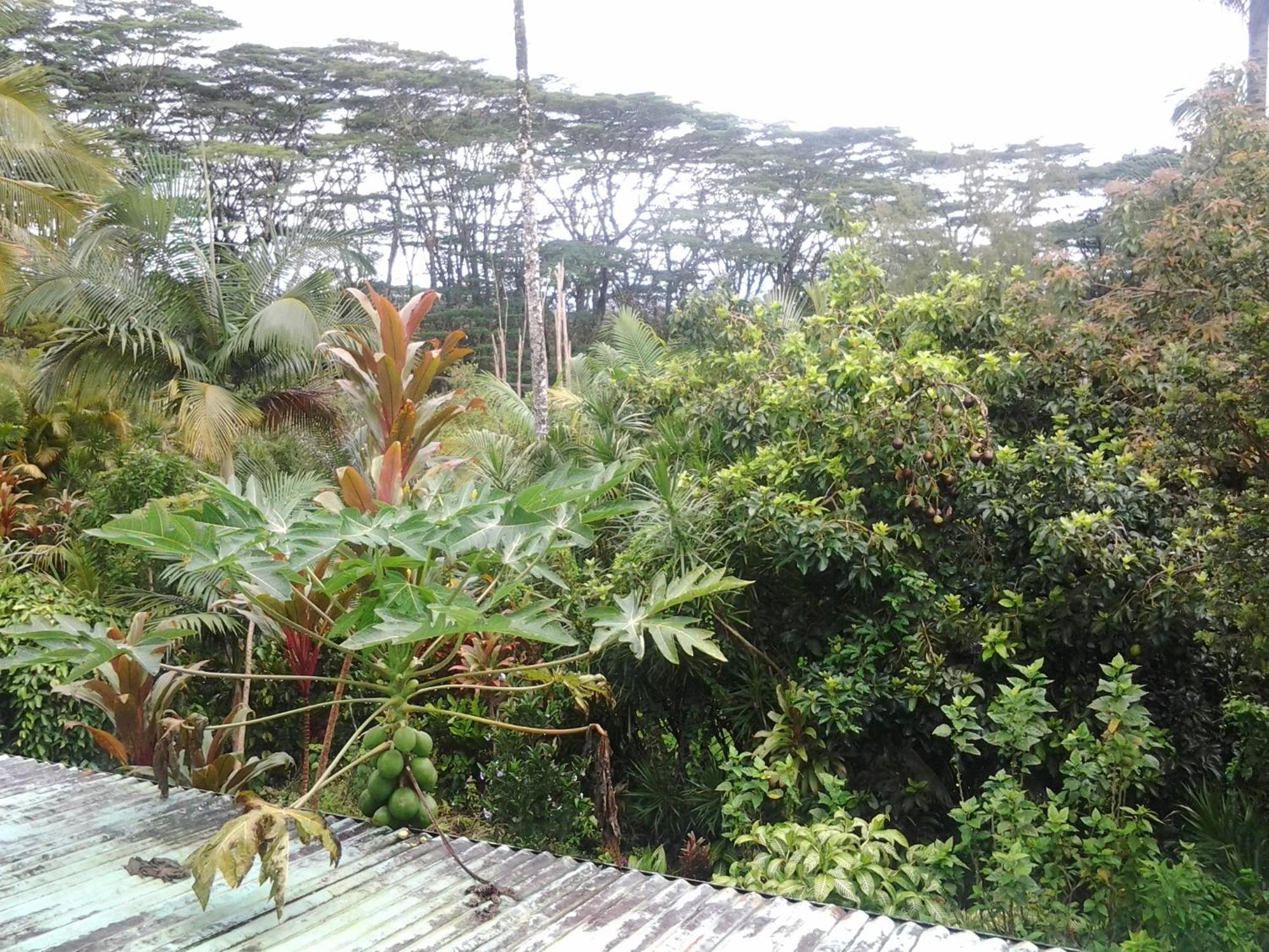 Lava Tree Tropic Inn Pahoa Dış mekan fotoğraf