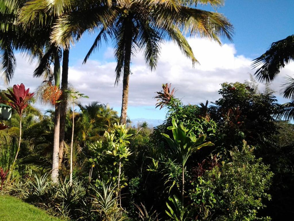 Lava Tree Tropic Inn Pahoa Dış mekan fotoğraf